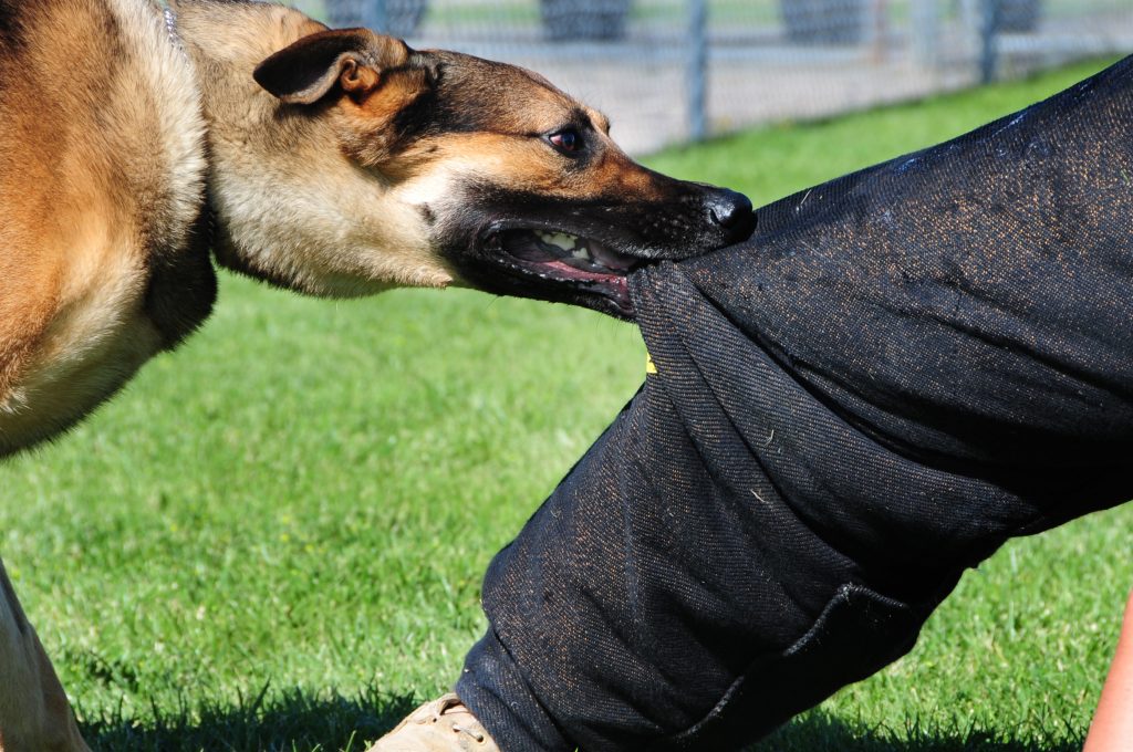 Los Mejores Abogados en Español Cerca de Mí Expertos en Mordeduras, Agravios y Ataques de Perros y Animales en Oxnard California
